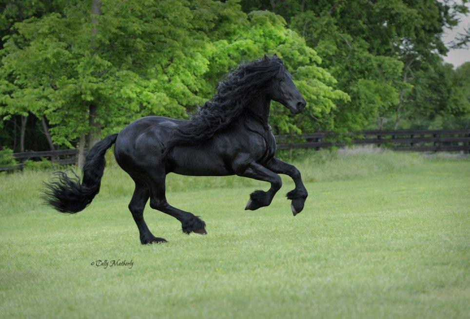 MUST INCLUDE CREDITS Frederik the Great, Friesian stallion, Owned by Pinnacle Friesians, Photography by Cally Matherly, Facebook link, https://www.facebook.com/frederikthegreatfriesianstallion/ YOUTUBE channel: https://www.youtube.com/channel/UCtakNqD_ojWs6FxRZ6jUZzg , Website www.pinnaclefriesians.com Permission to use attached images of Frederik the Great, Friesian Stallion on Daily Mail newspaper website in Australia for the article published by Daily Mail using the above credits to apply to this article only.