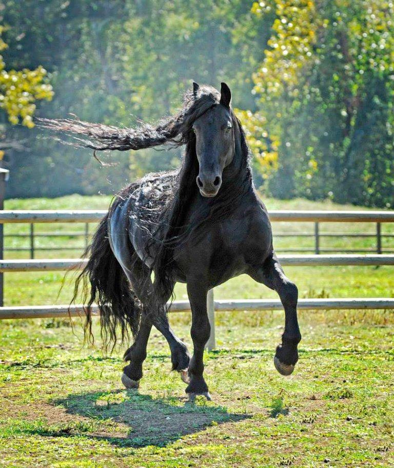 MUST INCLUDE CREDITS Frederik the Great, Friesian stallion, Owned by Pinnacle Friesians, Photography by Cally Matherly, Facebook link, https://www.facebook.com/frederikthegreatfriesianstallion/ YOUTUBE channel: https://www.youtube.com/channel/UCtakNqD_ojWs6FxRZ6jUZzg , Website www.pinnaclefriesians.com