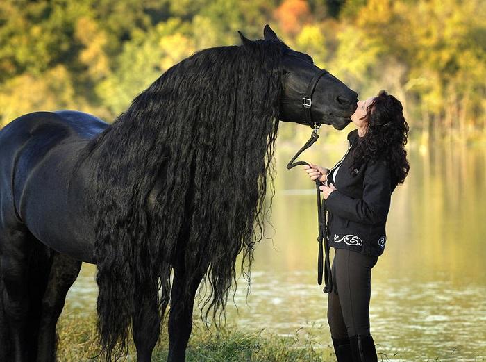 gentle-giant-frederik-the-great-pinnacle-friesians_1464162284[1]