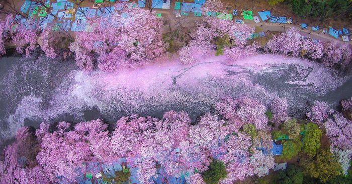 sakura-cherry-blossom-drone-photography-danilo-dungo-japan-fb__700-png