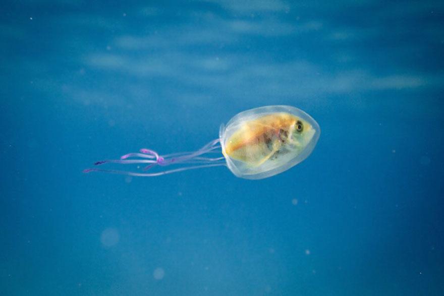 fish-trapped-inside-jellyfish-4