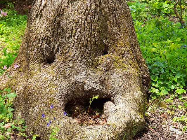 tree-face[1]