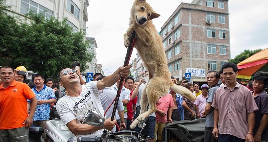 yulin-festival-dog-meat[1]