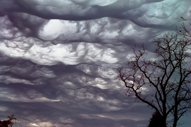 Undulatus-asperatus-4