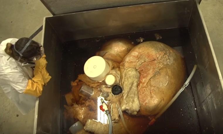 blue whale heart