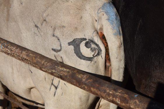 eyes-on-cows[1]