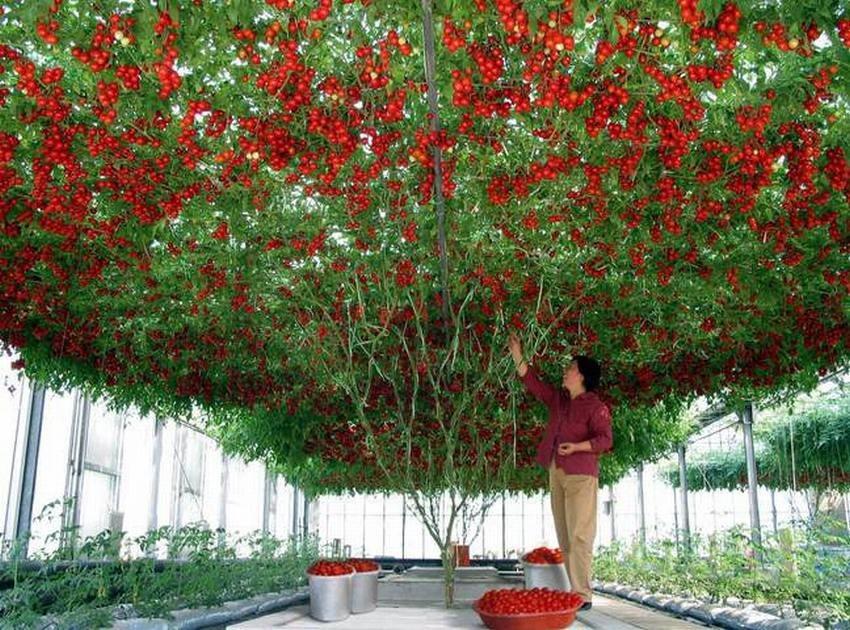 octopus-tomato-tree[1]