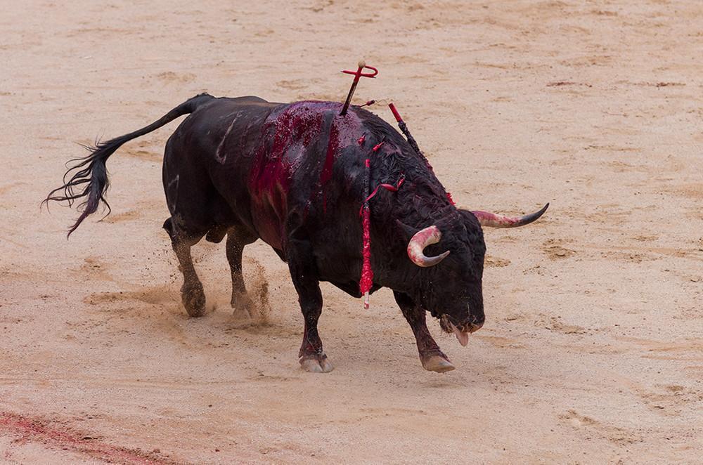 tragicne-fotografije-pokolja-na-spanskom-festivalu-borbe-sa-bikovima-232-1469522527
