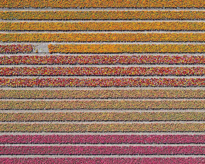 tulip-fields-aerial-photography-netherlands-bernhard-lang-577274ee960cf__700