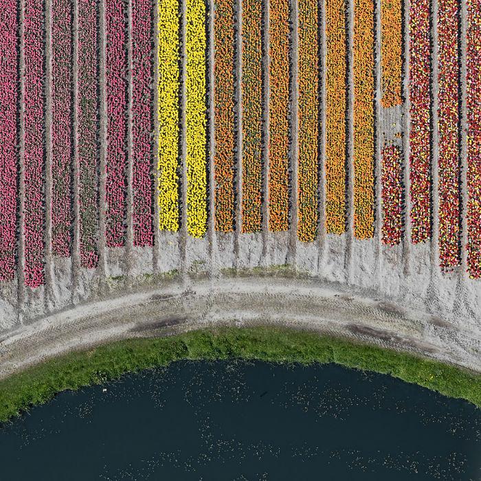 tulip-fields-aerial-photography-netherlands-bernhard-lang-577276fb0f49a__700