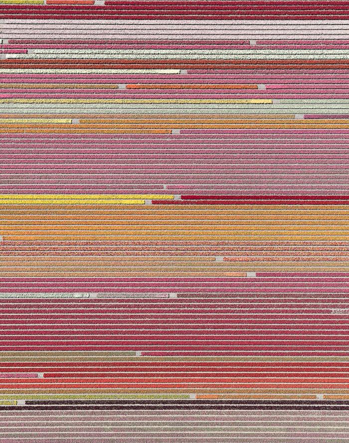 tulip-fields-aerial-photography-netherlands-bernhard-lang-5773d98d347d0__700