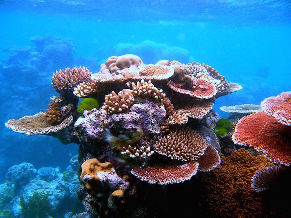 Coral outcrop on Flynn Reef