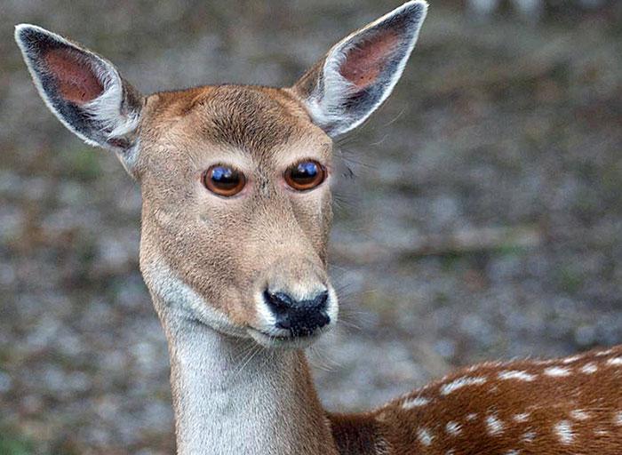 funny-animals-with-front-eyes-15-57da61d734a44__700