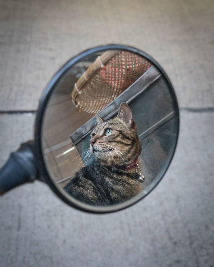 shop-cats-photography-marcel-heijnen-hong-kong-38-5809d2f60d9f9__880