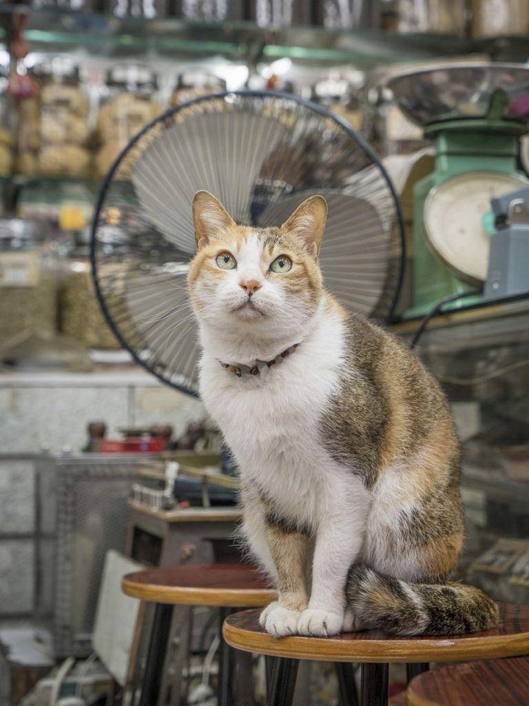 shop-cats-photography-marcel-heijnen-hong-kong-4-5809cd4f12e85__880