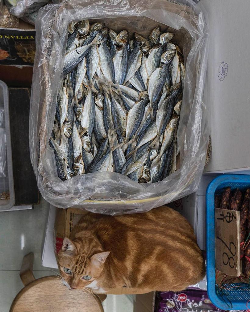 shop-cats-photography-marcel-heijnen-hong-kong-45-5809d39b0a0c5__880