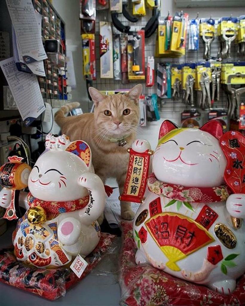 shop-cats-photography-marcel-heijnen-hong-kong-48-5809d3d043631__880