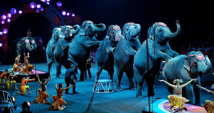 circus-elephants-standing-line[1]