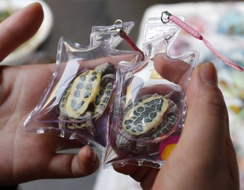 keychain-turtles-china[1]