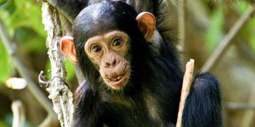 шимпанзо