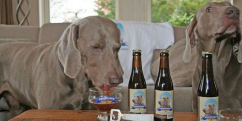 пиво за кучиња