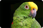 папагал криминалец