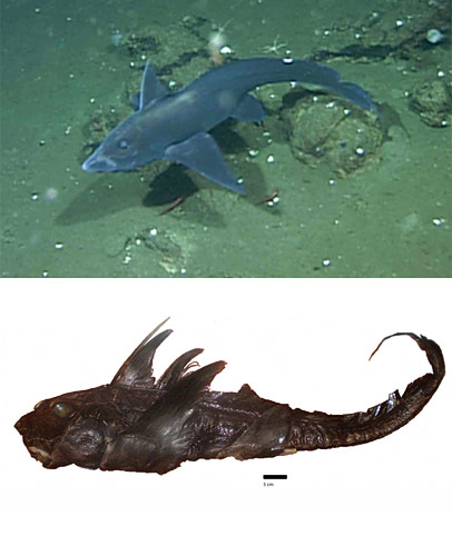 090922-ghost-shark-new-species-picture_big