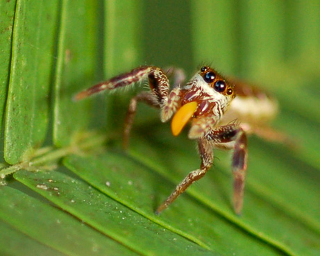 091012-vegetarian-spider_big