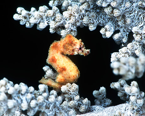 seahorse-pictures_big