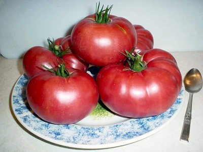 tomatos_domat.jpg