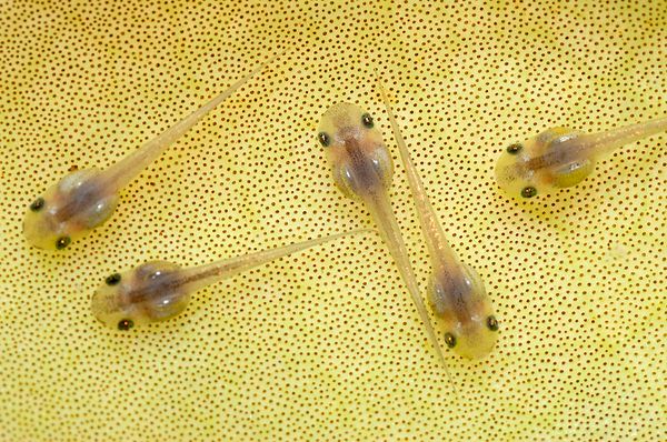 borneo-tiny-pea-sized-frog-tadpoles-pitcher-plant_25012_600x450