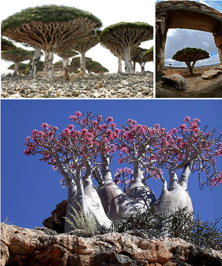 a428_socotra.jpg