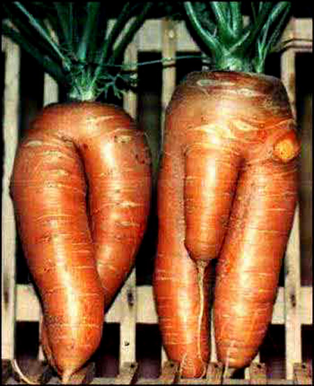 a96758_carrots.jpg