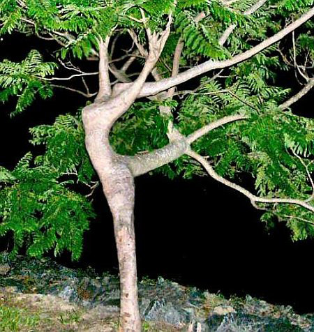 a96758_dancer-in-the-tree.jpg