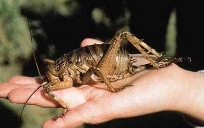 giant_weta