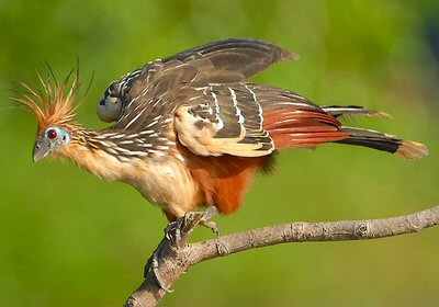 hoatzin1