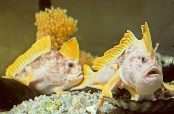 new-handfish-species-fish-ziebells_20880_600x450