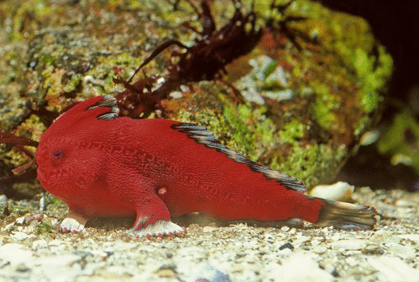 rsz_new-handfish-species-fish-red_20878_600x450