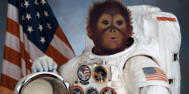 majmun_astronaut