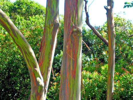 5_Eucalyptus_deglupta-trees.preview