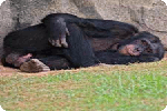 chimpanzees-understand-death_1