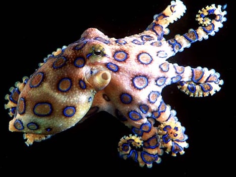 blue-ringed-octopus.jpg