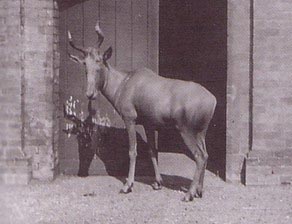 bubalhartebeest.jpg