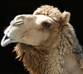 camel-tm.jpg