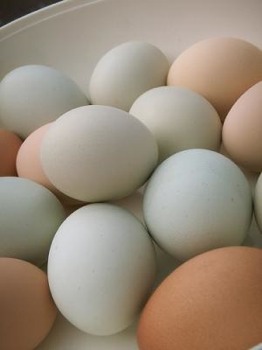 eggs-0-tm.jpg