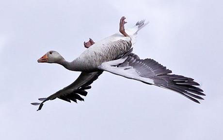 greylag-goose.jpg