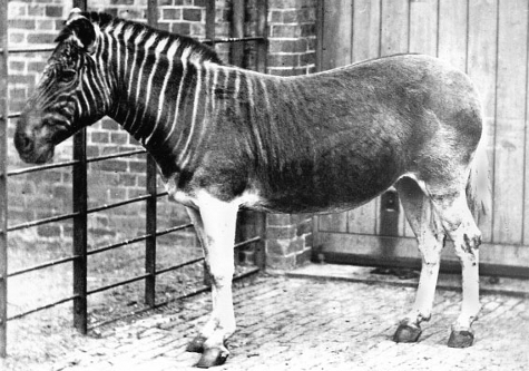 quagga.jpg