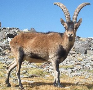 spanish_ibex.jpg