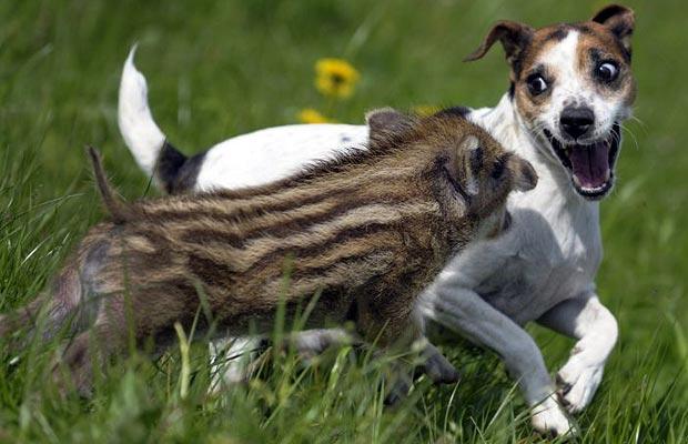 boar-jack-russell-_1404040i.jpg