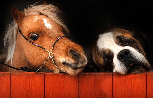 dog-and-pony_1356719i.jpg